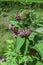 Common Milkweed (Asclepias syriaca) growing in a meadow