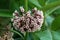 Common milkweed or Asclepias syriaca perennial plant with bunch of small white through purplish open flowers growing in umbellate