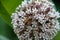 Common Milkweed Blossom with Polinator Asclepias syriaca