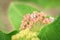 Common milkweed closeup