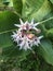 Common Milkweed Flower cluster