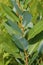Common Milkweed Leaves   823600