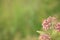 Common milkweed with Monarch butterfly