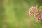 Common milkweed with Monarch butterfly