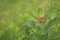 Common milkweed with Monarch butterfly larvae