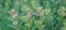 Common milkweed panoramic