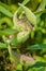 Common Milkweed seedpods â€“ Ascleplas syriaca