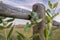 Common milkweed and wooden fence