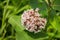 Common Milkweed â€“ Asclepias syriaca