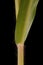 Common Millet (Panicum miliaceum). Culm and Leaf Base Closeup
