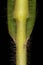 Common Millet (Panicum miliaceum). Culm and Leaf Sheath Closeup