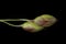 Common Millet (Panicum miliaceum). Immature Spikelets Closeup