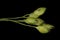 Common Millet (Panicum miliaceum). Immature Spikelets Closeup