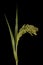 Common Millet (Panicum miliaceum). Inflorescence Closeup