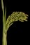 Common Millet (Panicum miliaceum). Inflorescence Closeup