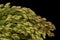 Common Millet (Panicum miliaceum). Inflorescence Detail Closeup