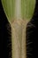 Common Millet (Panicum miliaceum). Ligule and Leaf Sheath Closeup