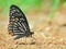 Common Mime butterfly et mineral in sand