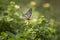 Common Mime butterfly - Papilio clytia