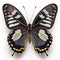 Common Mime Papilio clytia Butterfly. Beautiful Butterfly in Wildlife. Isolate on white background