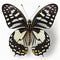 Common Mime Papilio clytia Butterfly. Beautiful Butterfly in Wildlife. Isolate on white background