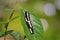 Common Mime Papilio clytia caterpillar