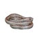 Common Mock Viper or Psammodynastes pulverulentus, gray snake isolated with white background and clipping path.