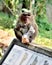 Common monkey is bussy in lunch,
