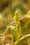 Common moonwort (Botrychium lunaria) with grape-like groups of sporangia
