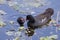 Common Moor Hen feeding chick at Green Cay Wetland Florida