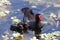 Common Moor Hen feeding chicks at Green Cay Wetland Florida