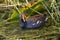 Common Moor Hen at Green Cay Wetland Florida