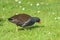 Common Moorhen