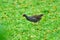 Common moorhen