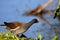 Common moorhen