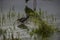 Common moorhen in Aiguamolls De L`Emporda Nature Reserve, Spain
