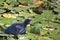 Common moorhen baby, Gallinula, running across lily pads