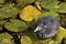 Common moorhen baby, Gallinula, standing on a lily pad