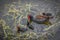 Common Moorhen Bird swimming with its chicks in Florida wetlands