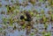 The common moorhen,Bird in water