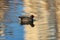 The common moorhen, a black and brown bird with a red and yellow beak, swimming in a blue river on a sunny winter day