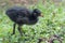 Common Moorhen in England, UK