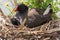 Common Moorhen in England, UK