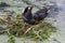 Common Moorhen in England, UK