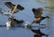 Common Moorhen or European Moorhen, gallinula chloropus, Adult and Immature in Flight, Taking off from Pond, Normandy