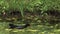 Common Moorhen or European Moorhen, gallinula chloropus, Adult swimming, Pond in Normandy,