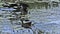 Common Moorhen or European Moorhen, gallinula chloropus, Immature in Flight Taking off, Pond in Normandy,