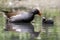 Common Moorhen feeding the chick in the pond