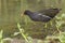 Common Moorhen, Foraging