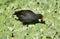 Common Moorhen foraging in water hyacinths